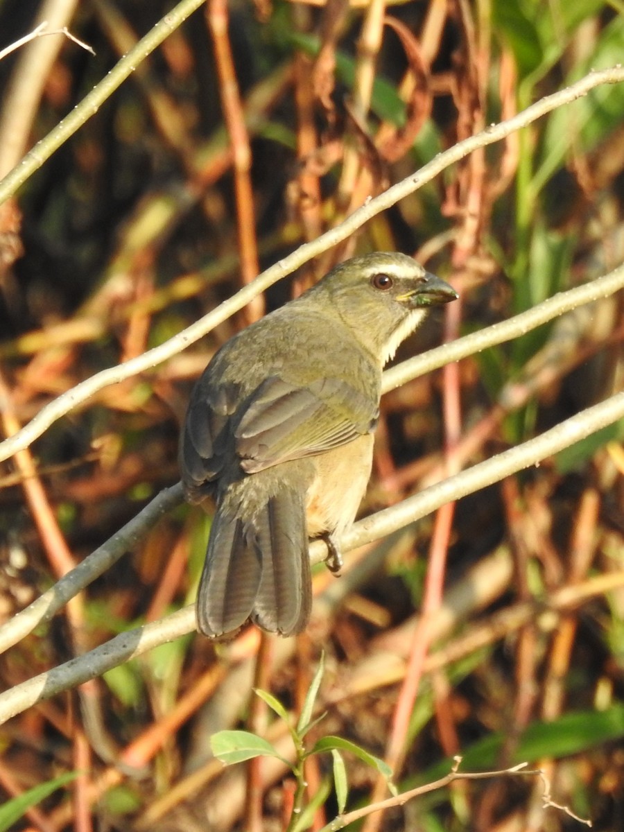 Bluish-gray Saltator - ML622884374
