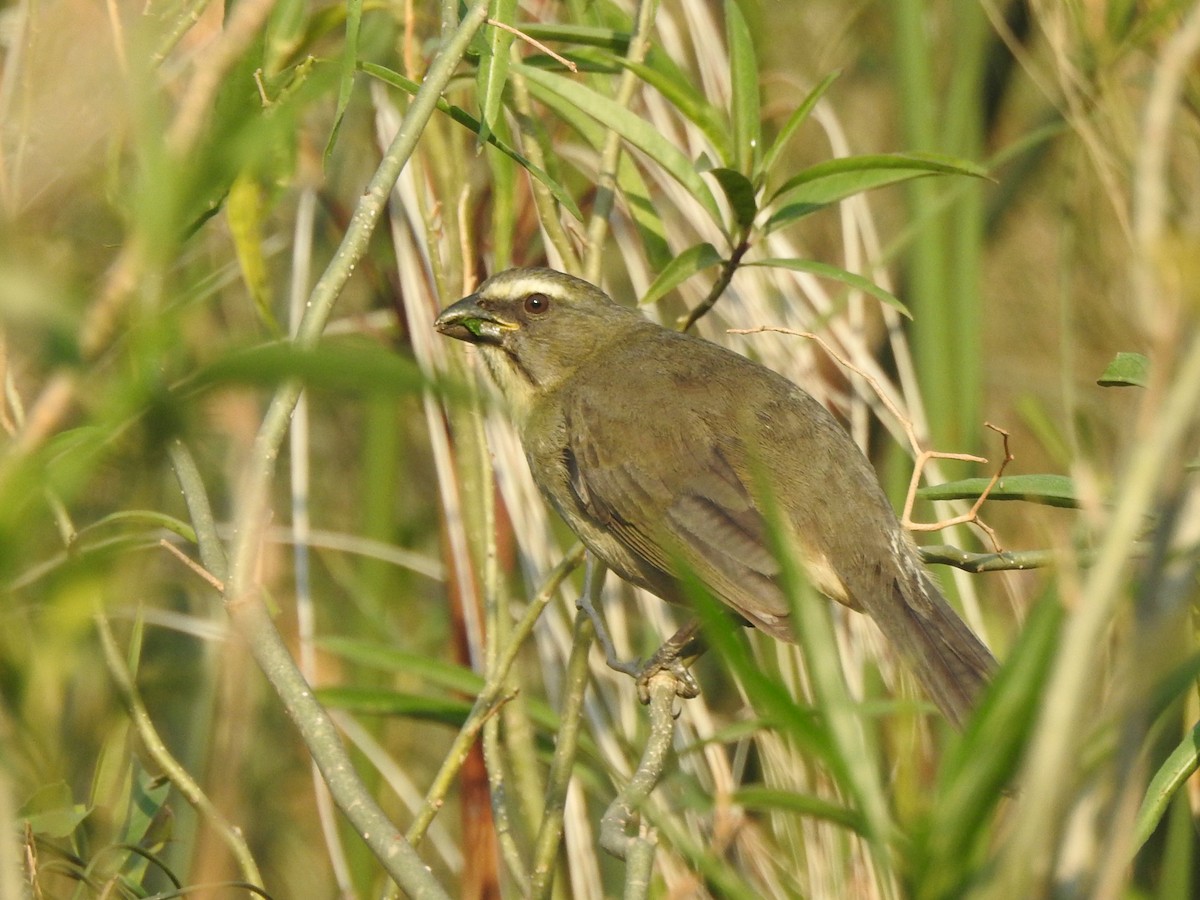 Bluish-gray Saltator - ML622884379