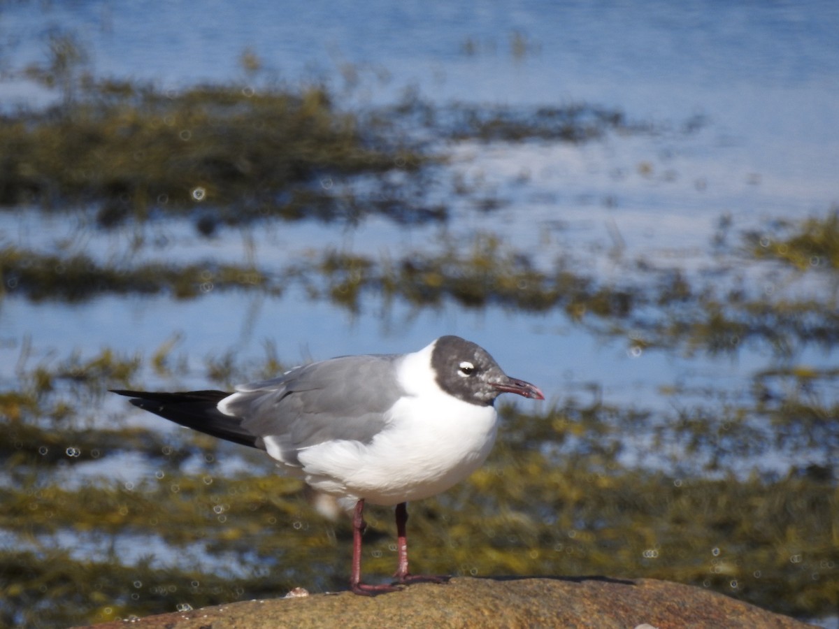 Mouette atricille - ML622884389