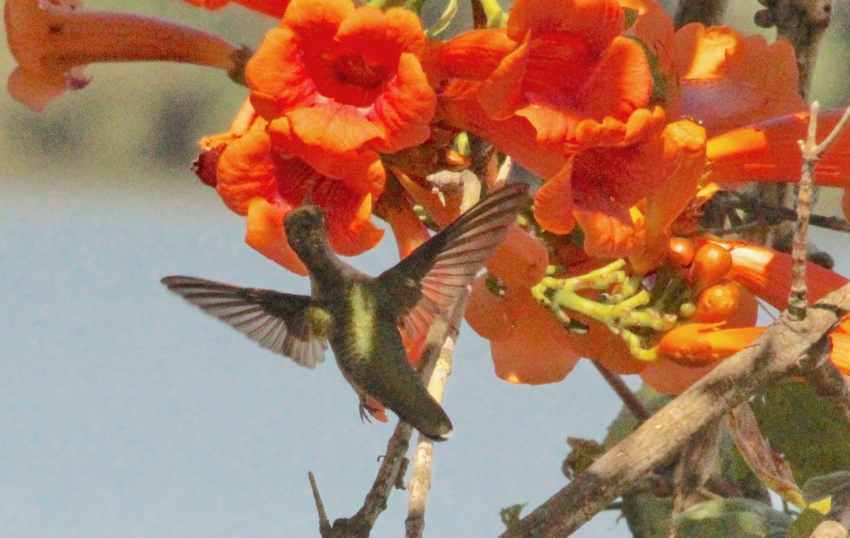 Ruby-throated Hummingbird - ML622884433