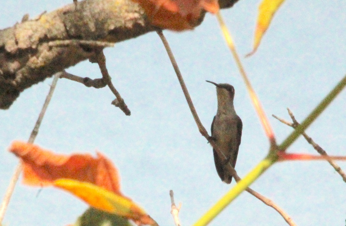 Ruby-throated Hummingbird - ML622884434