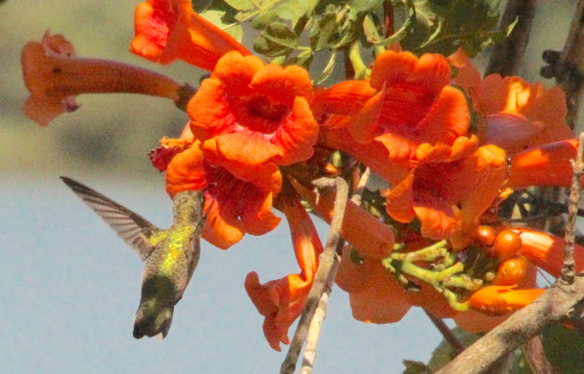 Ruby-throated Hummingbird - ML622884435