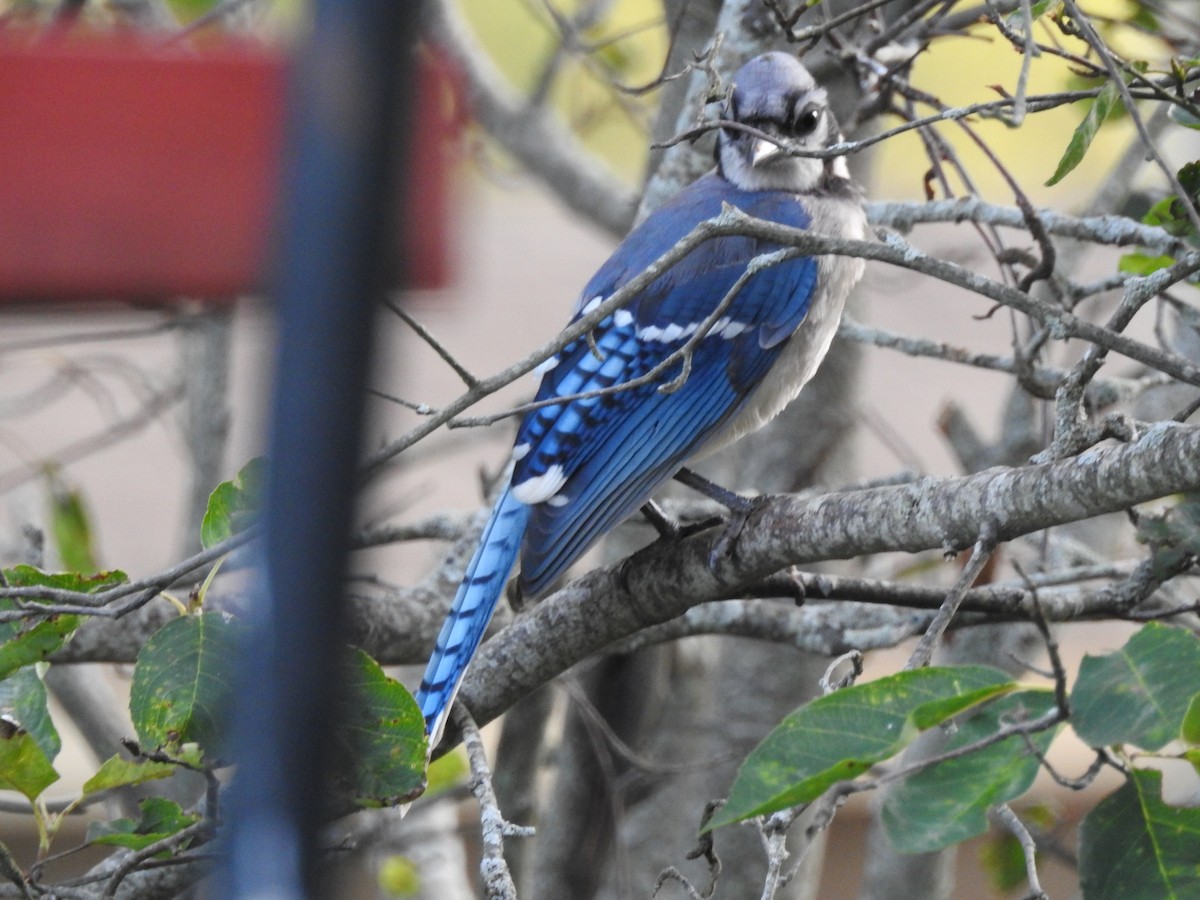 Blue Jay - Patrick Gearin