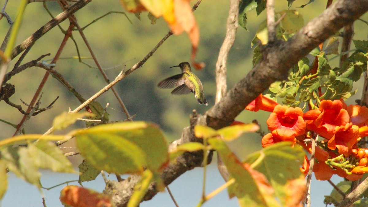 Ruby-throated Hummingbird - ML622884439