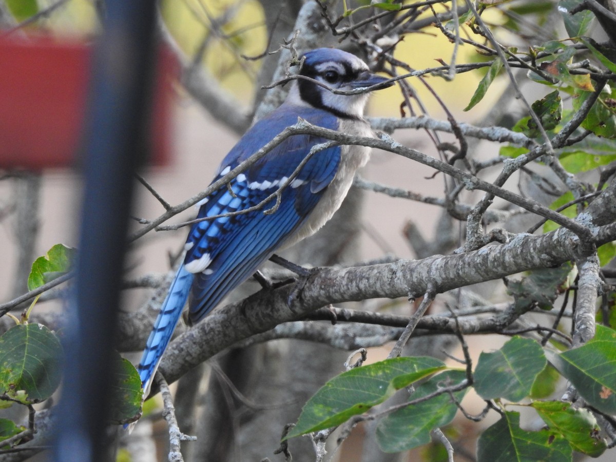 Blue Jay - ML622884444