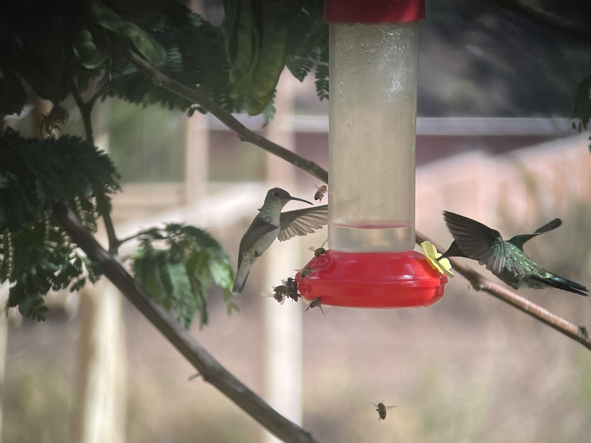 White-bellied Hummingbird - Vincent Weber