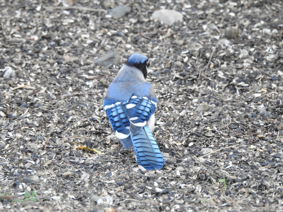 Blue Jay - ML622884455