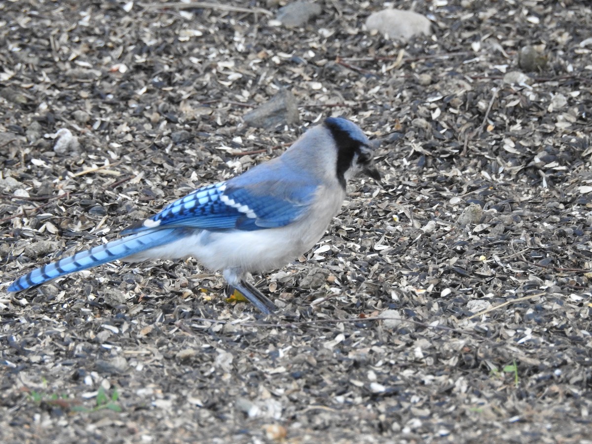 Blue Jay - ML622884471