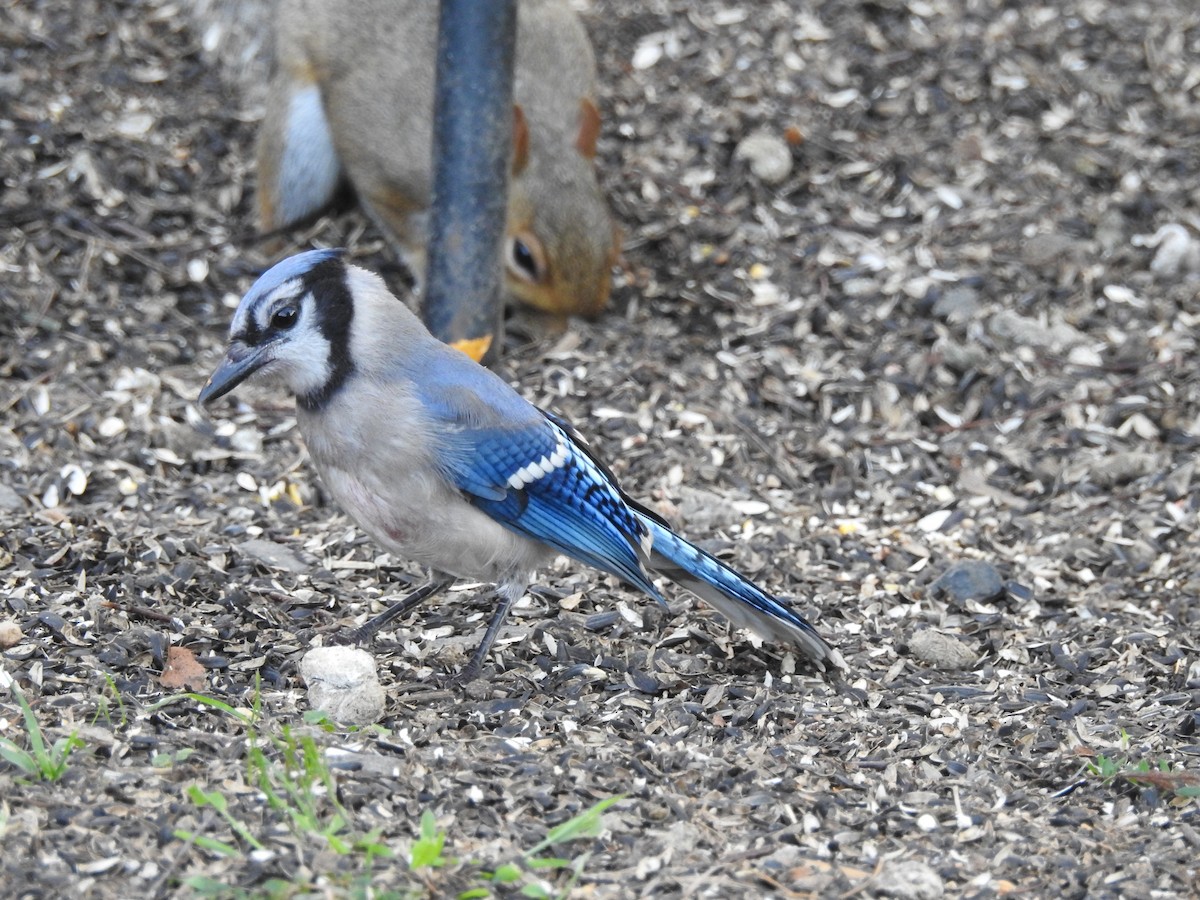 Blue Jay - ML622884477