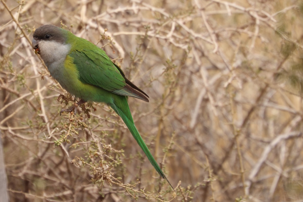 Gray-hooded Parakeet - ML622884481