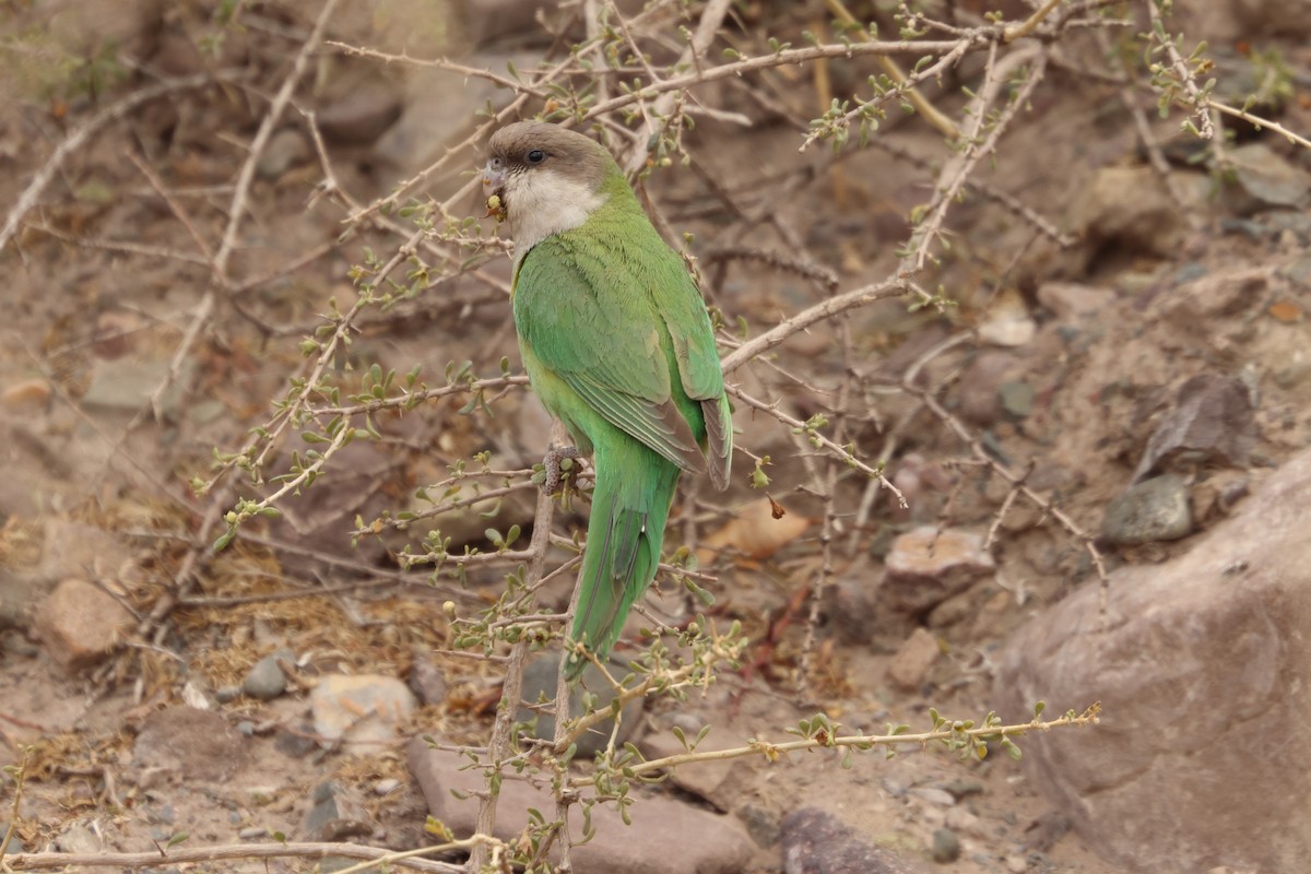 Gray-hooded Parakeet - ML622884482