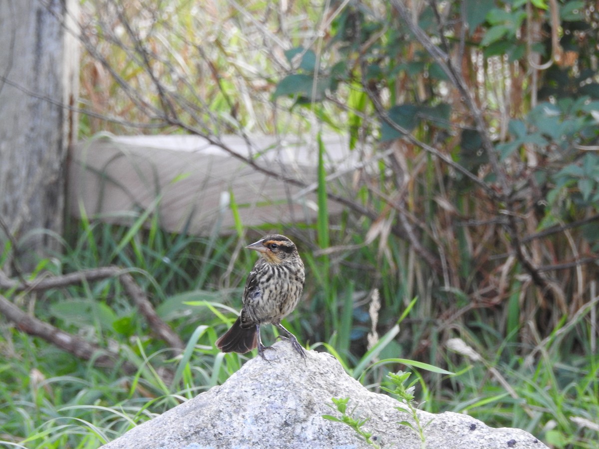 Red-winged Blackbird - ML622884503