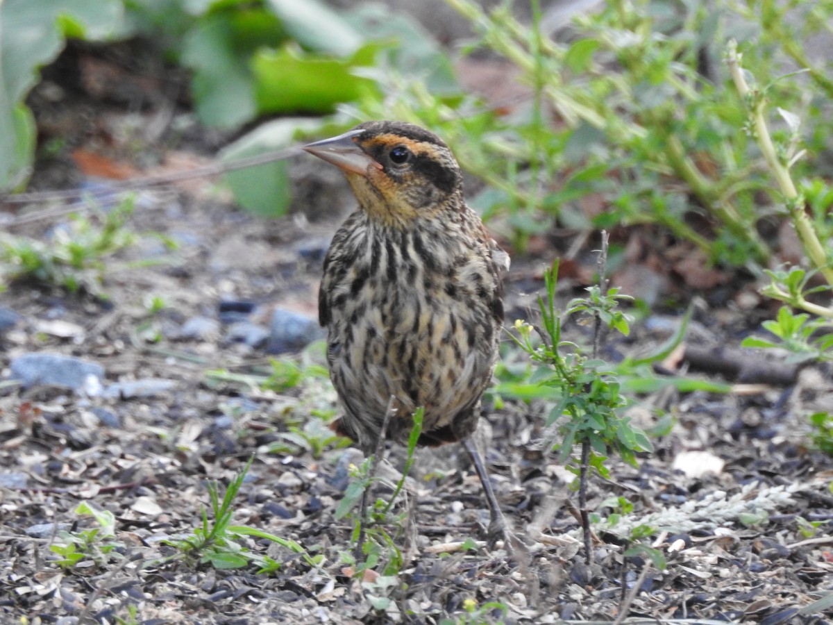 Red-winged Blackbird - ML622884509