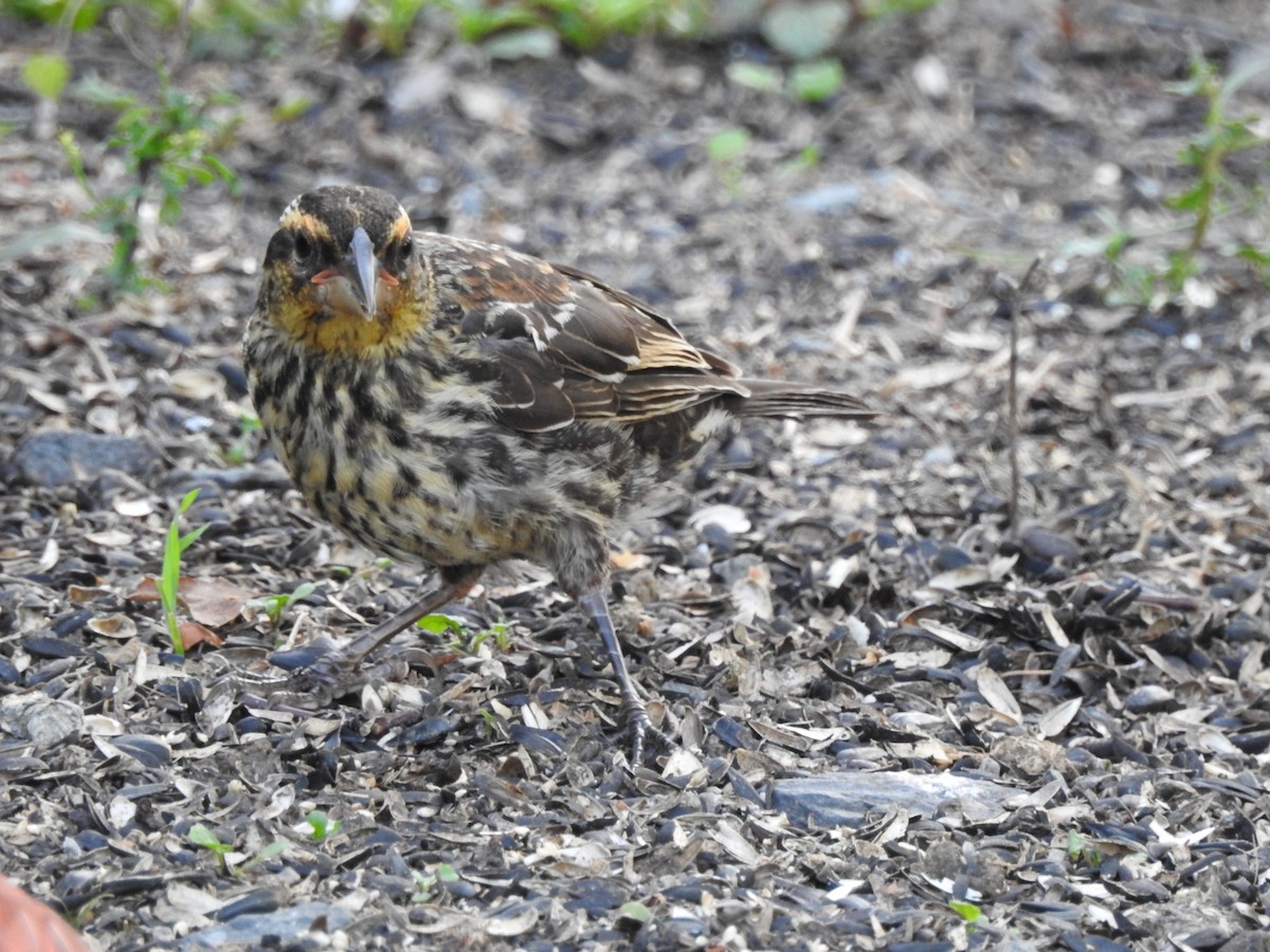 Red-winged Blackbird - ML622884519