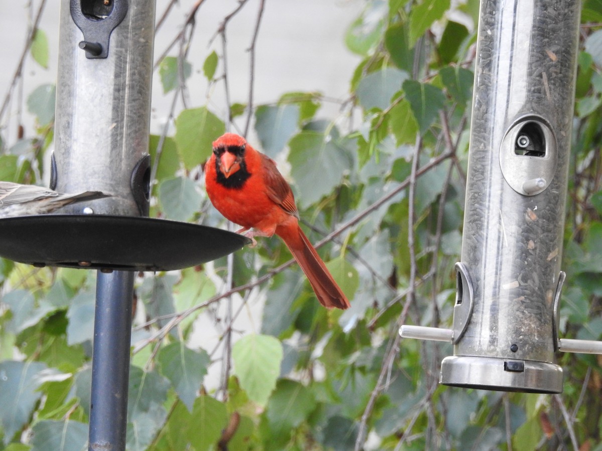 Northern Cardinal - ML622884531