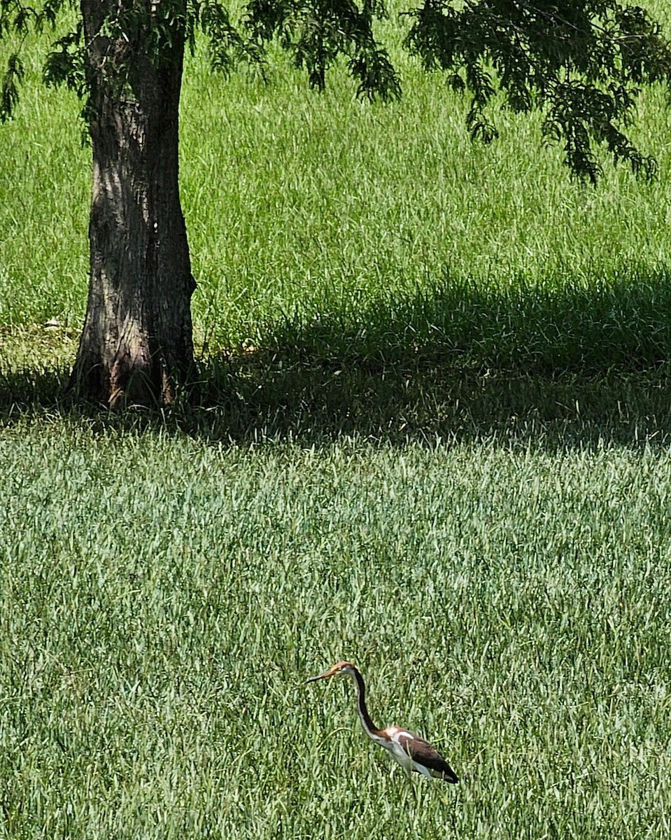 Tricolored Heron - Marjory Pitcher