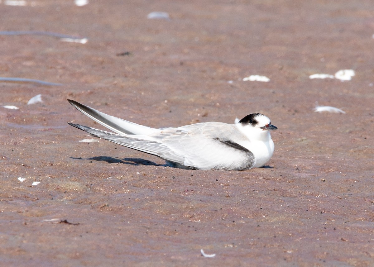 Common Tern - Dennis Elder