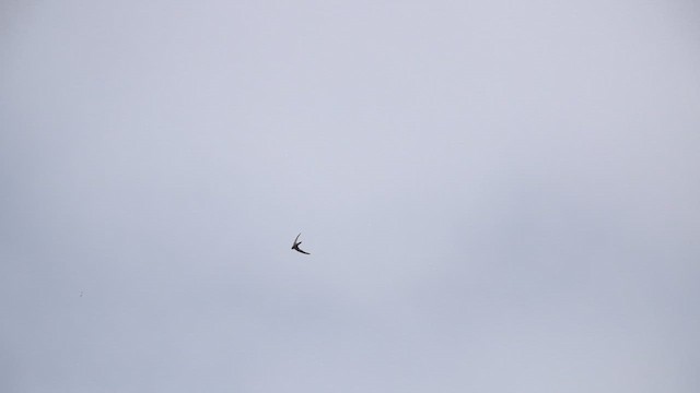Plain Swift - ML622884744