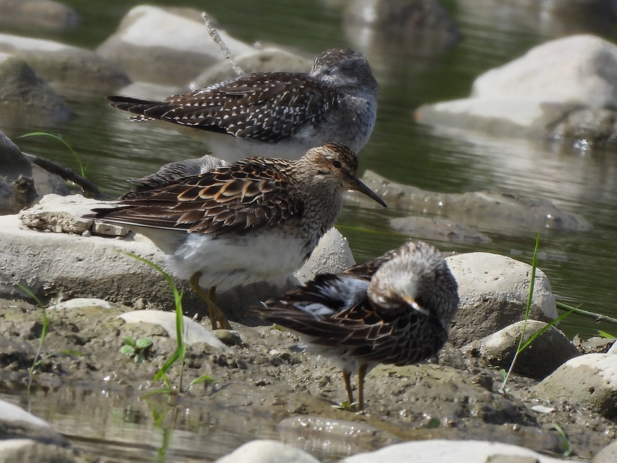 Pectoral Sandpiper - ML622884773