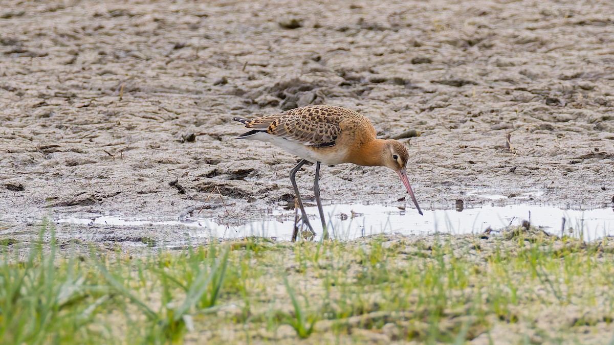 Black-tailed Godwit (islandica) - Peter Kennerley