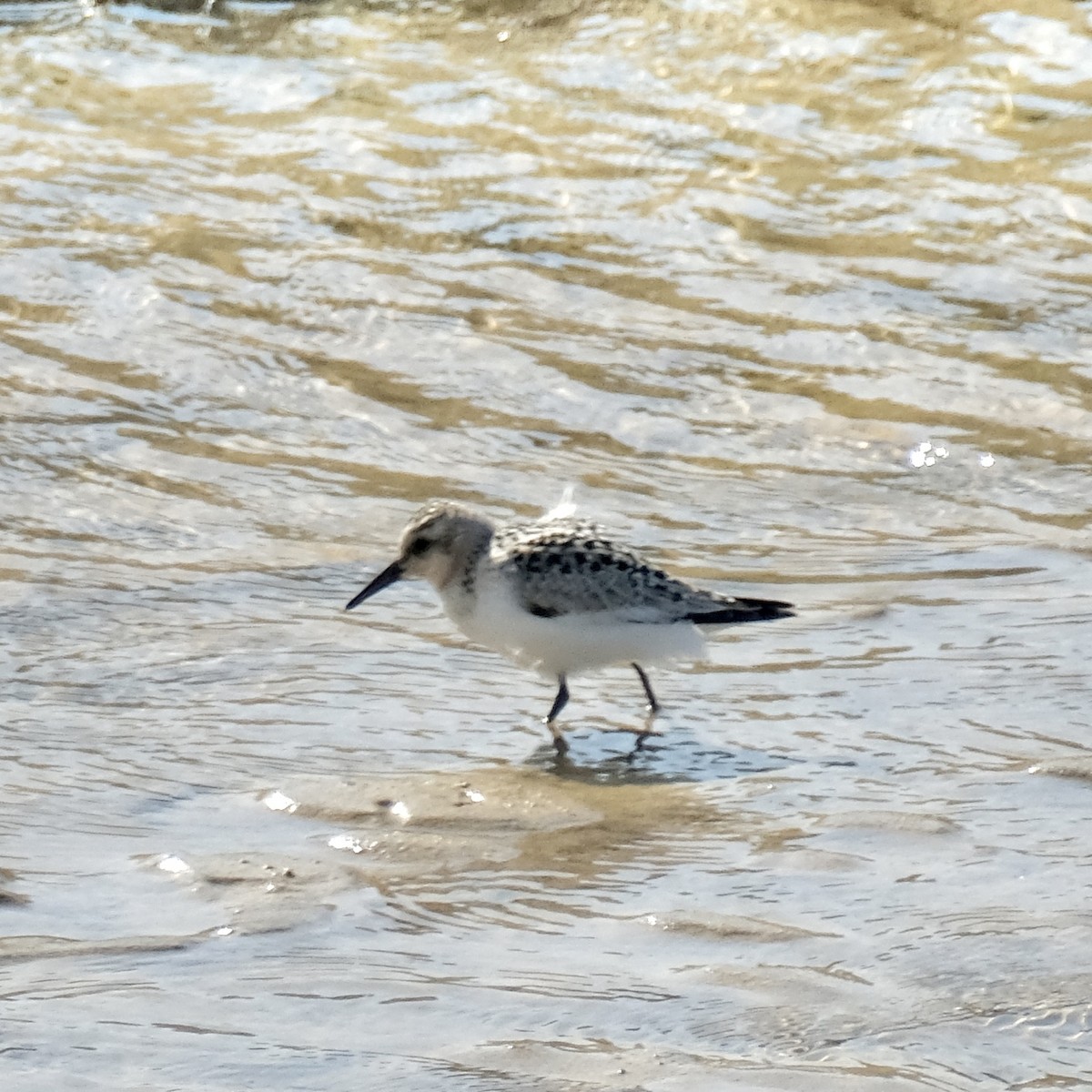 Sanderling - ML622884877