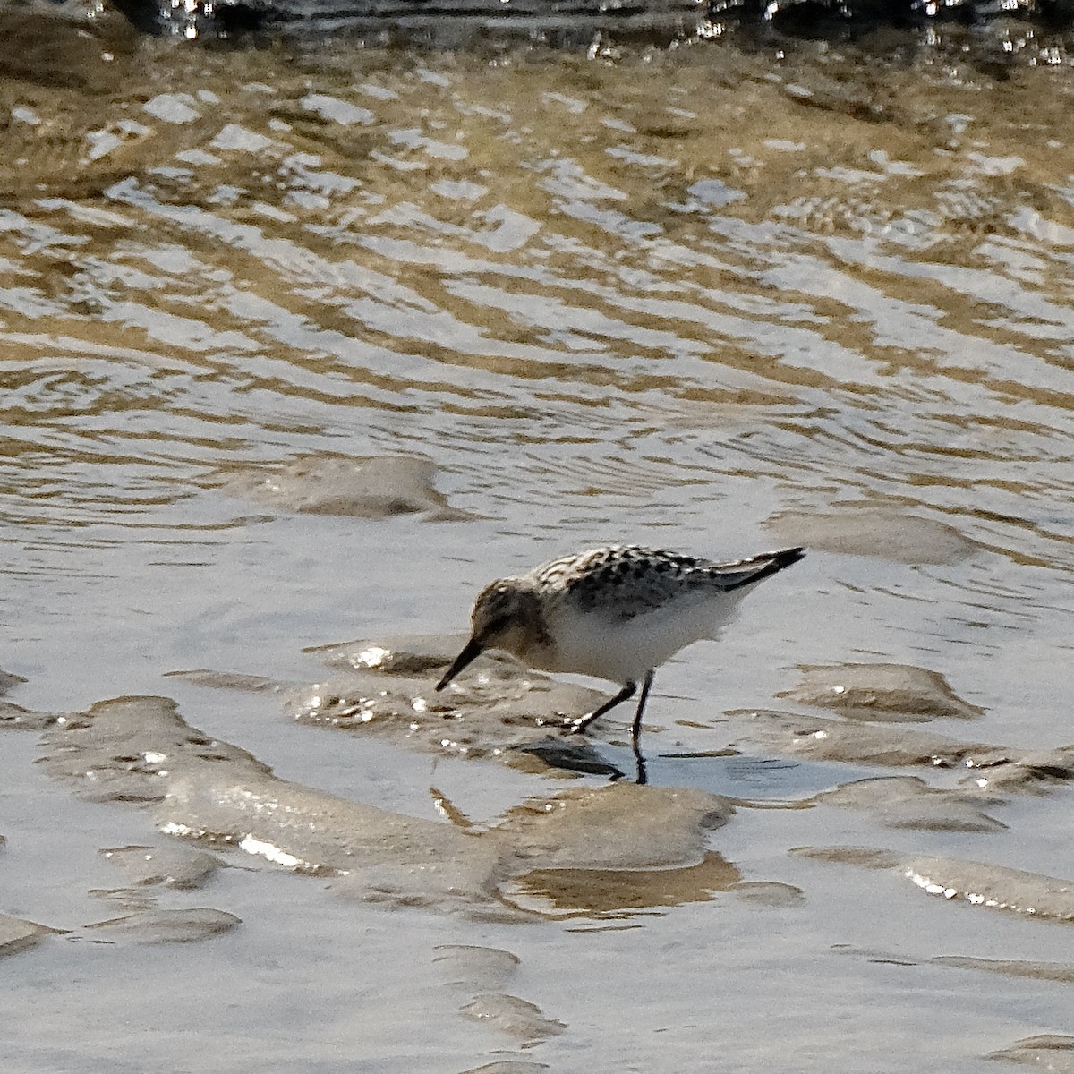 Sanderling - ML622884878