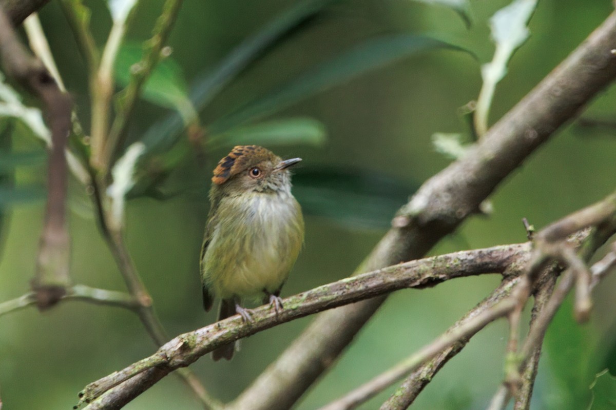 Scale-crested Pygmy-Tyrant - ML622884880