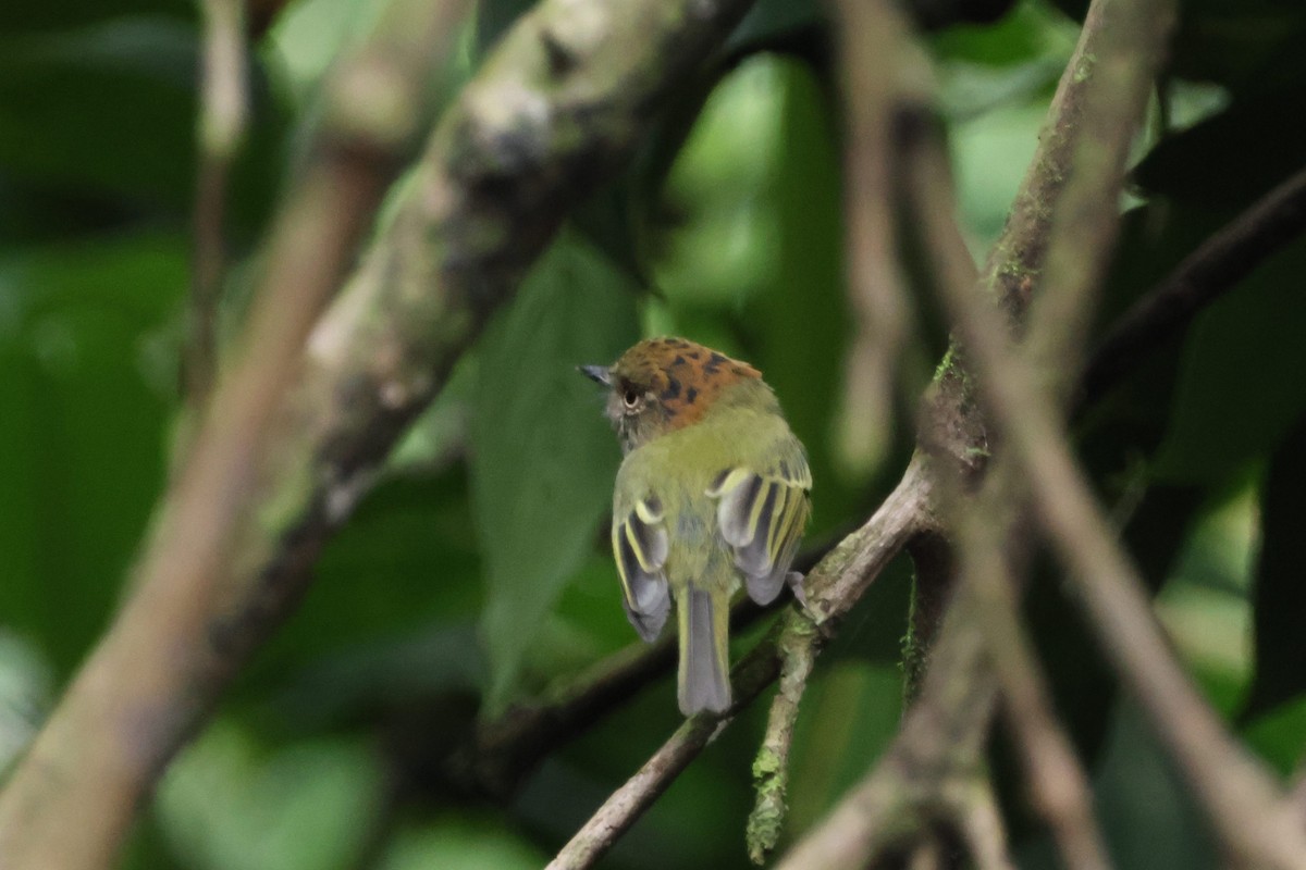 Scale-crested Pygmy-Tyrant - ML622884882