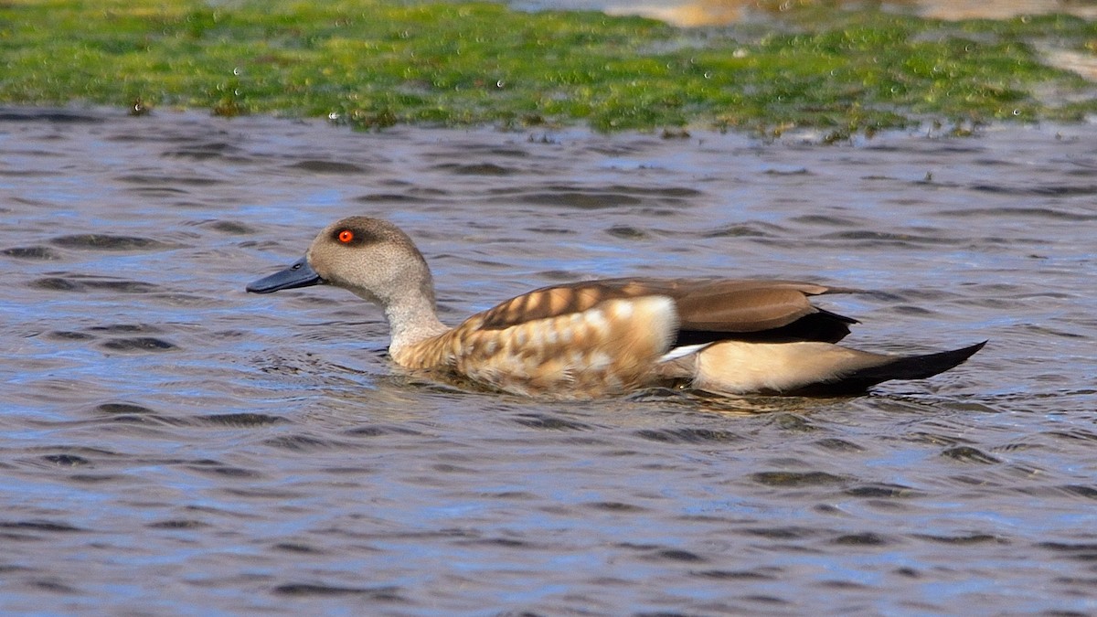 Crested Duck - ML622884905