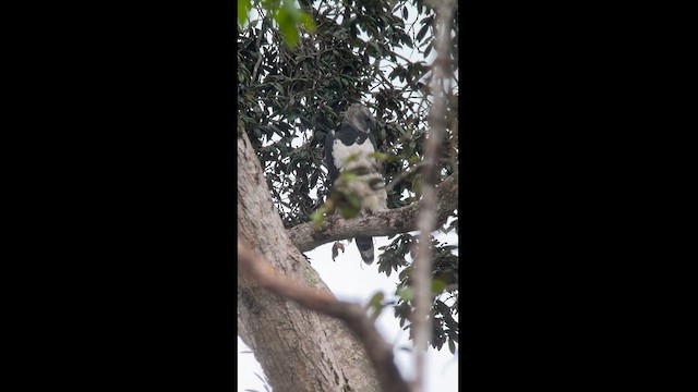 Harpy Eagle - ML622884910