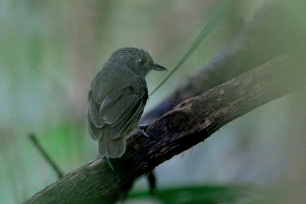 Streak-crowned Antvireo - ML622885043