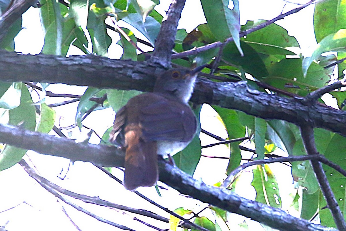 Spectacled Bulbul - Clyde Blum