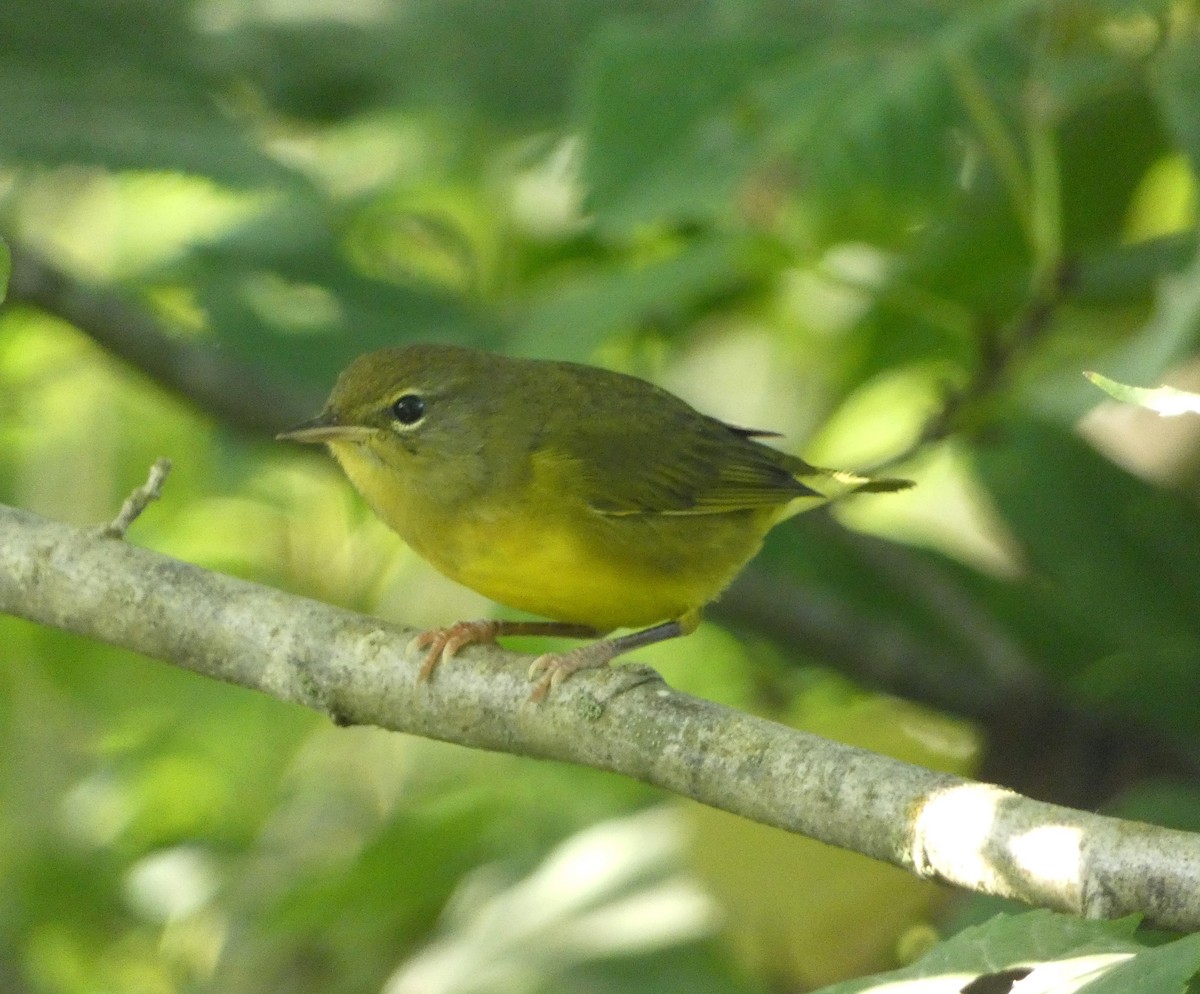 Mourning Warbler - Bruce Ripley