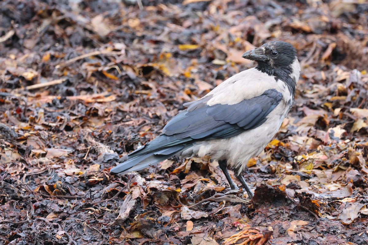 Hooded Crow - Beñat Guevara