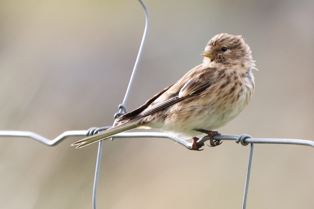 Twite - ML622885105