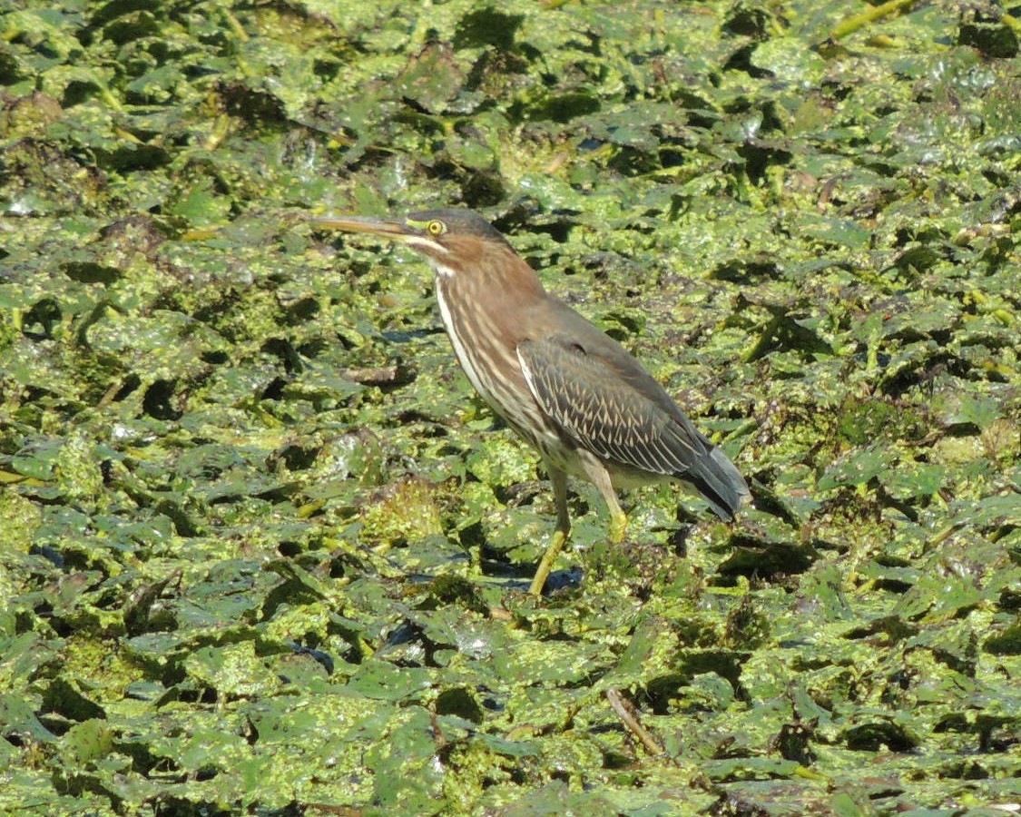 Green Heron - ML622885109