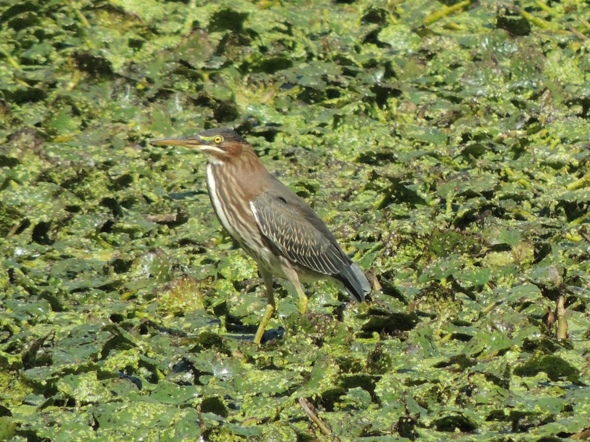 Green Heron - ML622885114