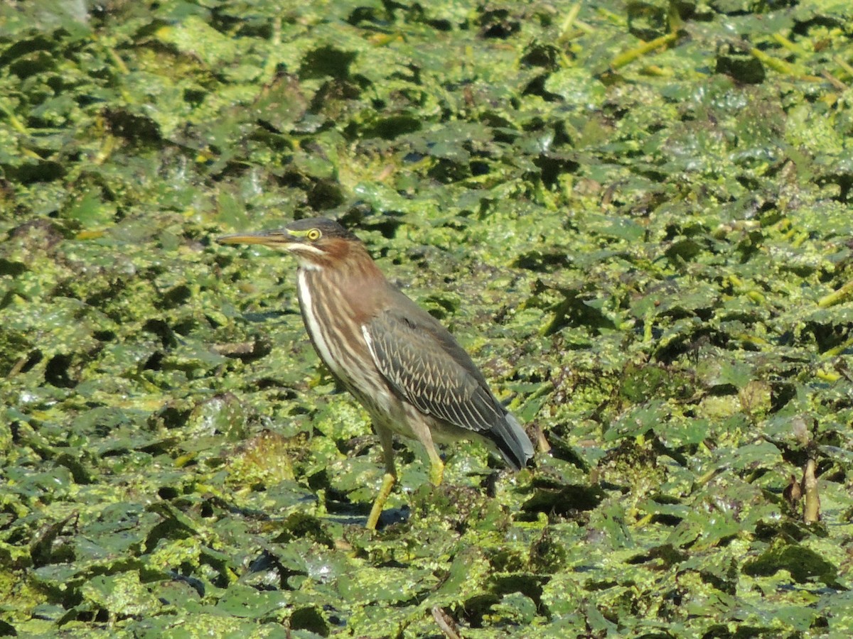 Green Heron - James Harding