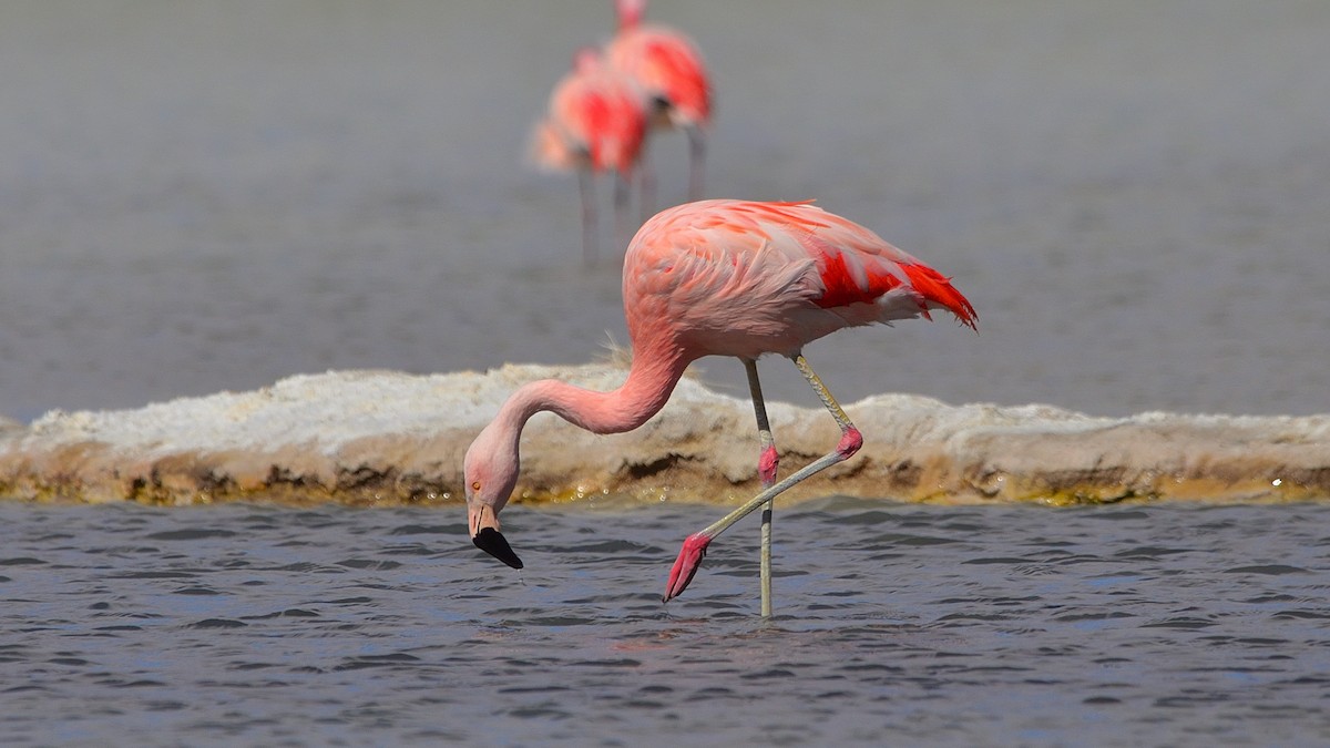 Chilean Flamingo - ML622885118