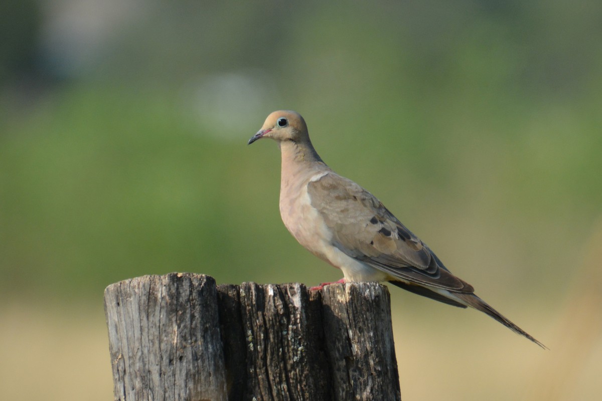 Mourning Dove - Barbara A. Peterson