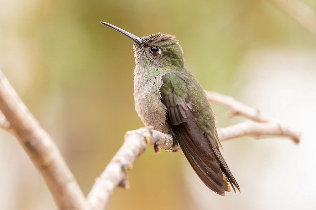 Sombre Hummingbird - ML622885133