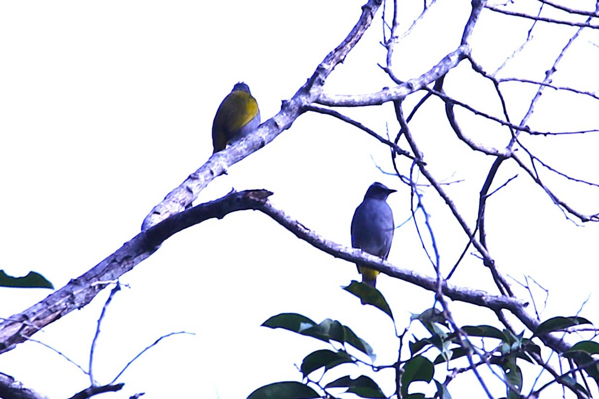 Gray-bellied Bulbul - ML622885155