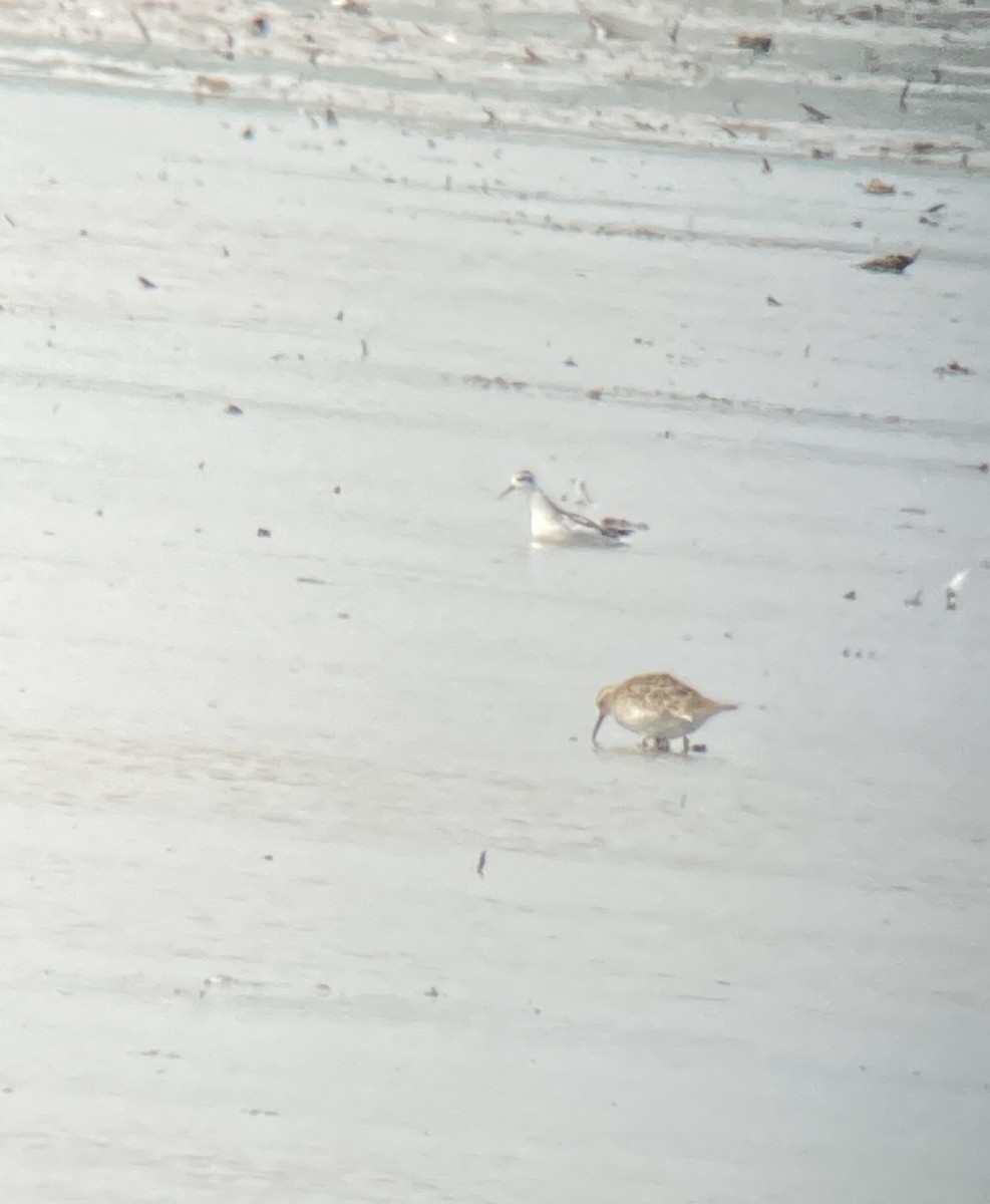 Red-necked Phalarope - ML622885233