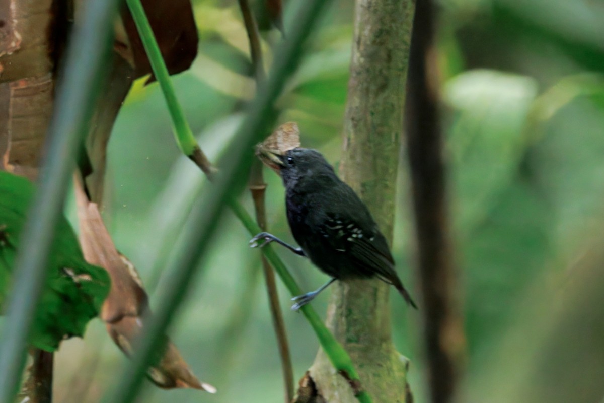 Slaty Antwren - Caleb Villar