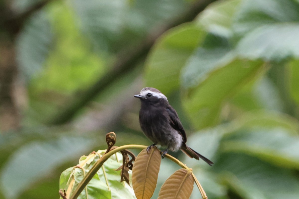 Long-tailed Tyrant - Caleb Villar