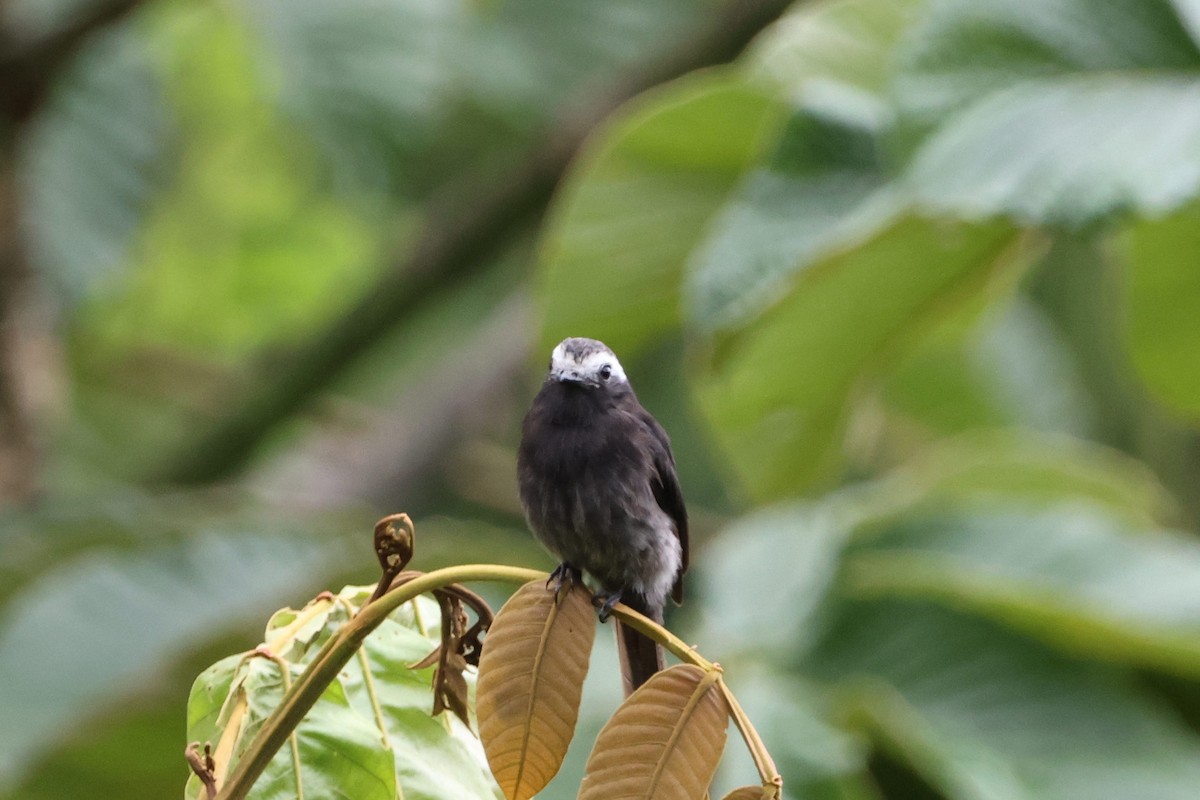 Long-tailed Tyrant - ML622885300