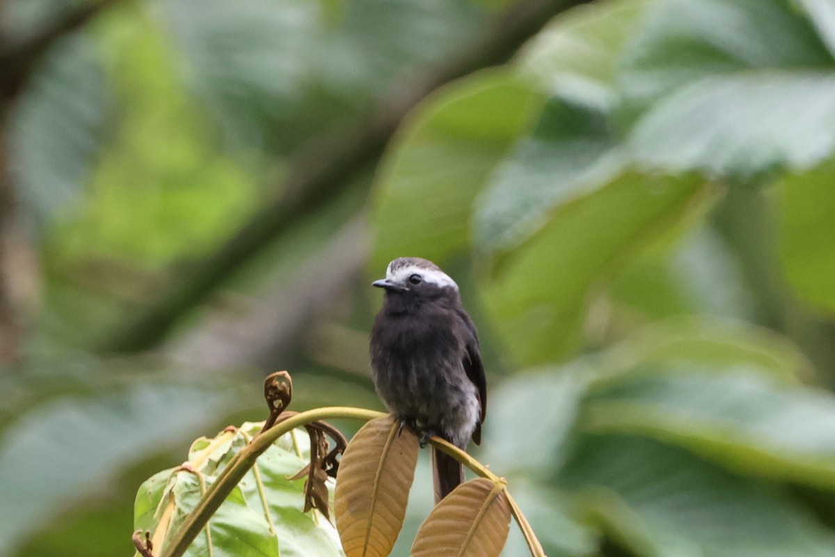 Long-tailed Tyrant - ML622885302