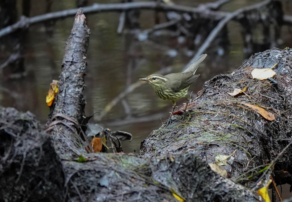 Northern Waterthrush - ML622885339