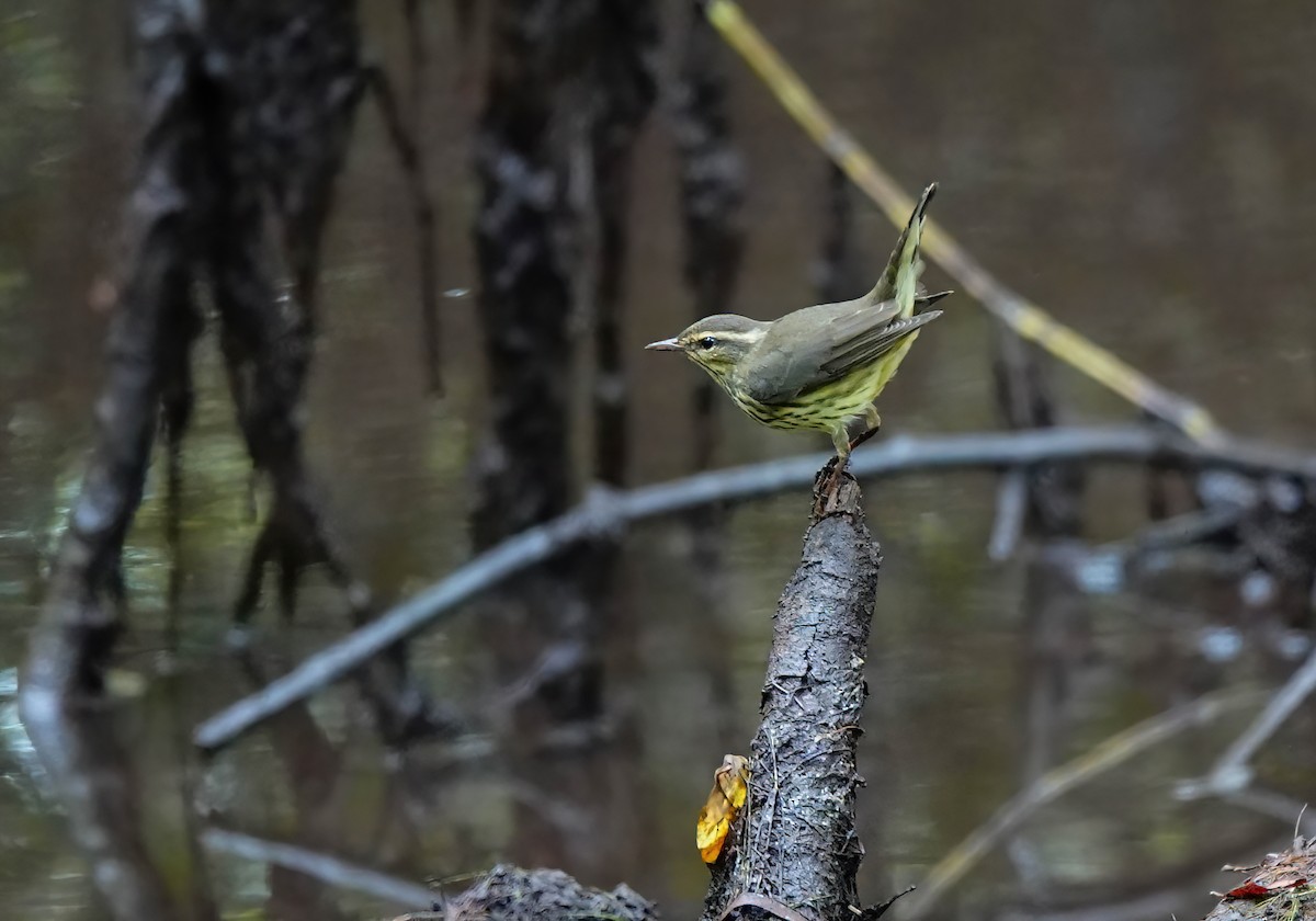Northern Waterthrush - ML622885348