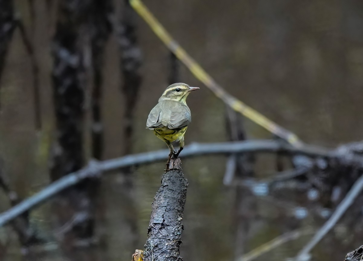 Northern Waterthrush - ML622885355